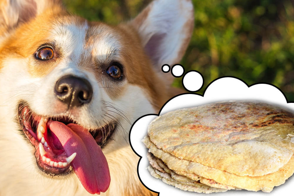 Can dogs eat tortillas?