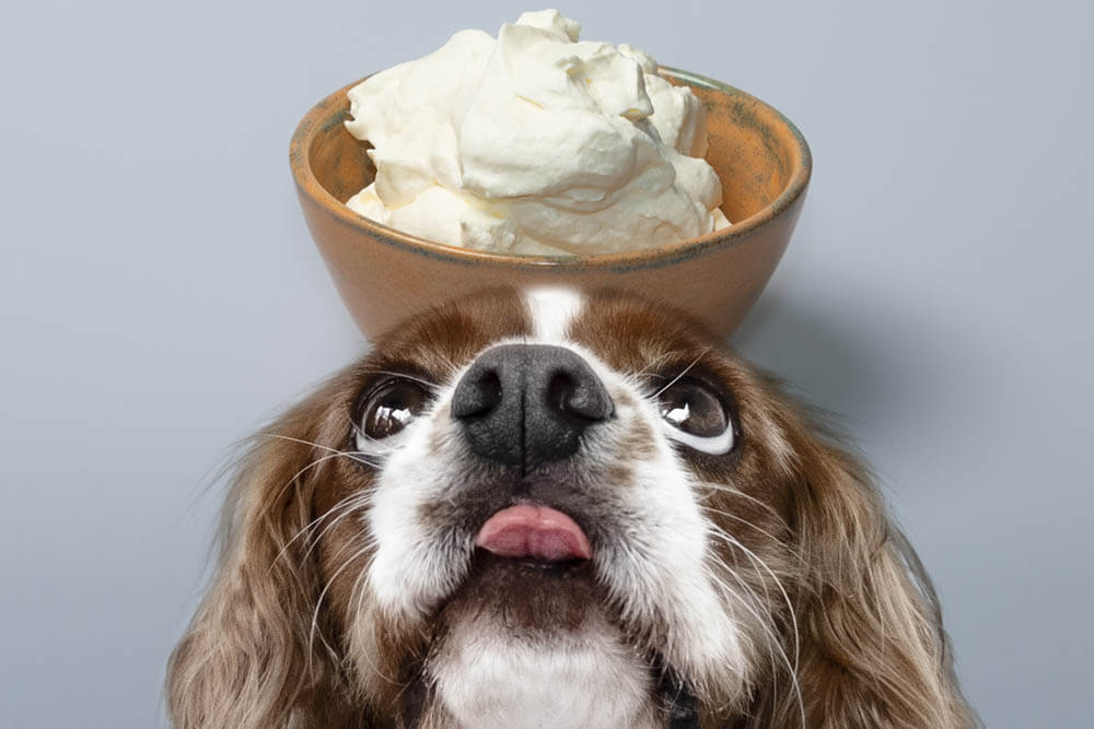 Can dogs eat whipped cream?