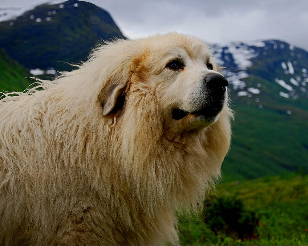 Can dogs have hairballs?