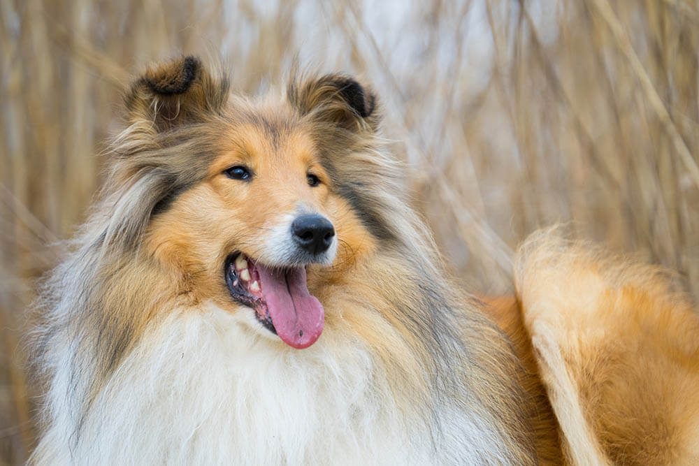 Can dogs have hairballs?