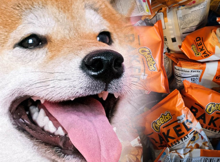 can-dogs-eat-hot-cheetos-pet-care-advisors