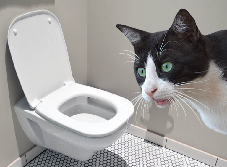 how-long-can-cats-go-without-peeing-pet-care-advisors