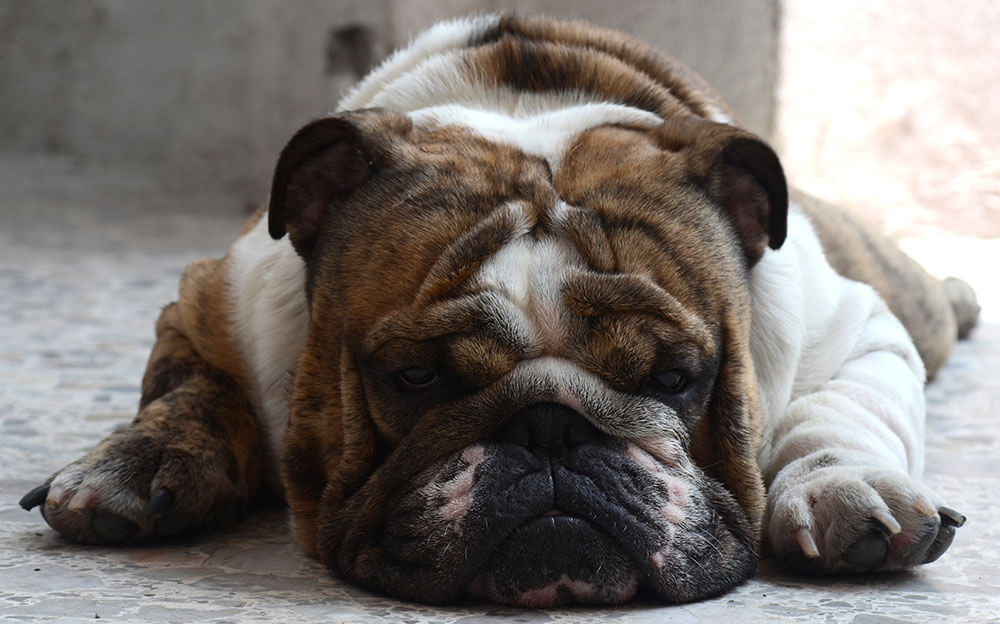What to Do if Your Dog’s Face Is Swollen | Pet Care Advisors