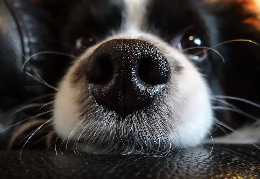 Why are dog noses cold?