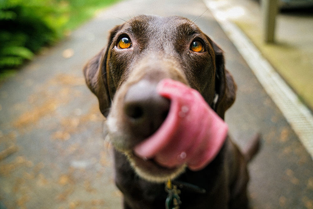 Why does my dog keep licking their lips?