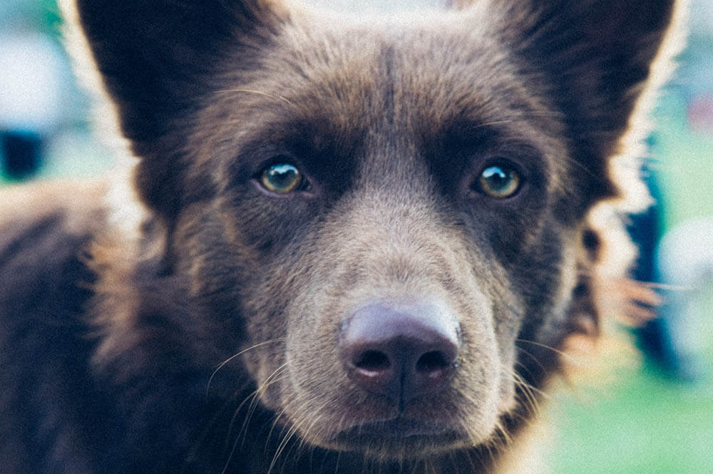 Why does my dog stare at me?