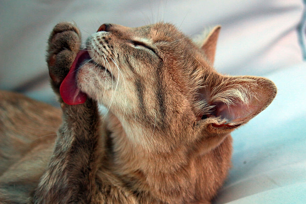 Why Is My Cat Licking Everything? Pet Care Advisors