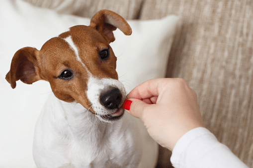 Can Dogs Eat Twizzlers? | Pet Care Advisors