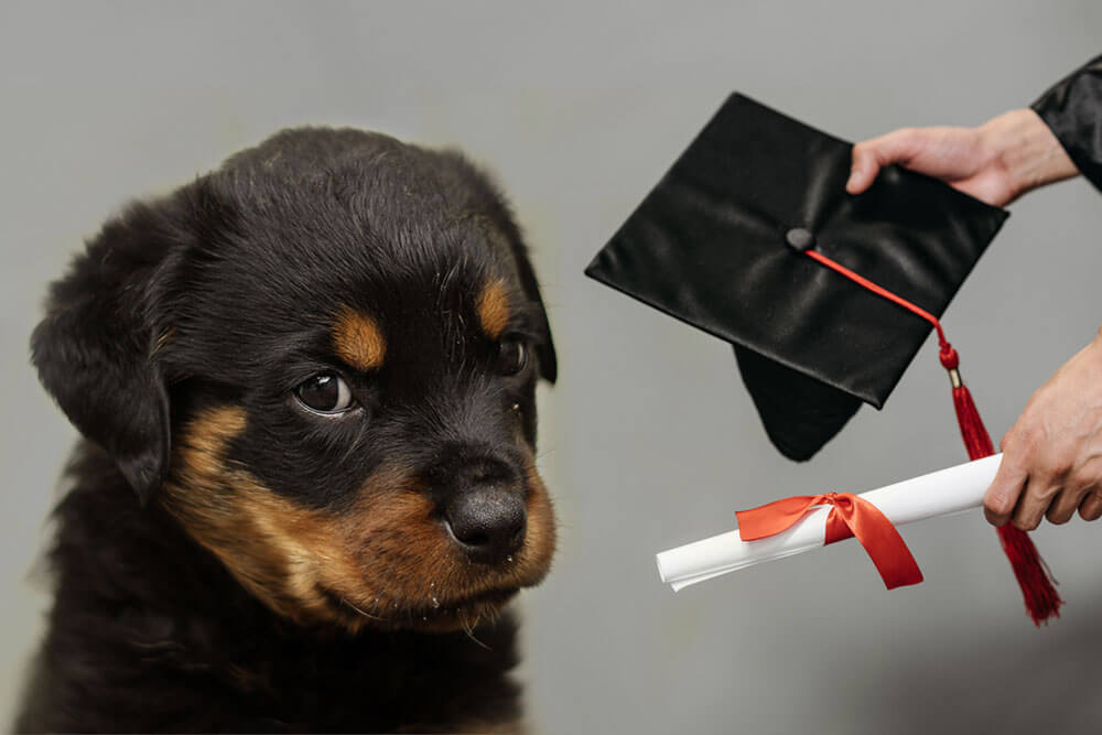 Are Rottweilers Smart?