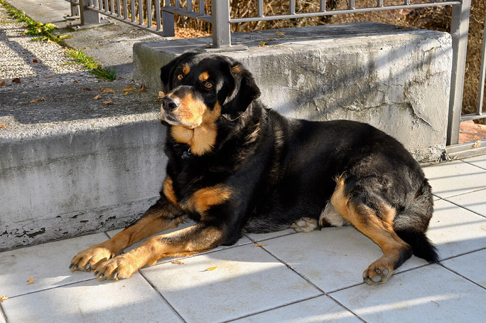 Are Rottweilers Smart?