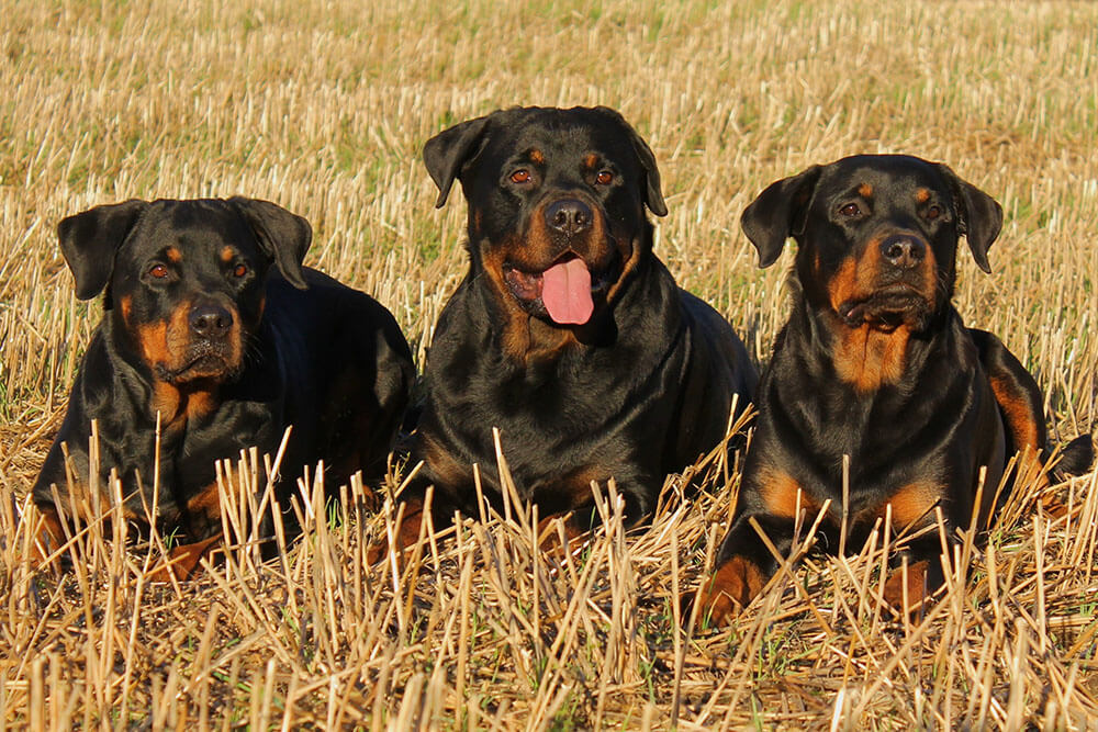 Are Rottweilers Smart?