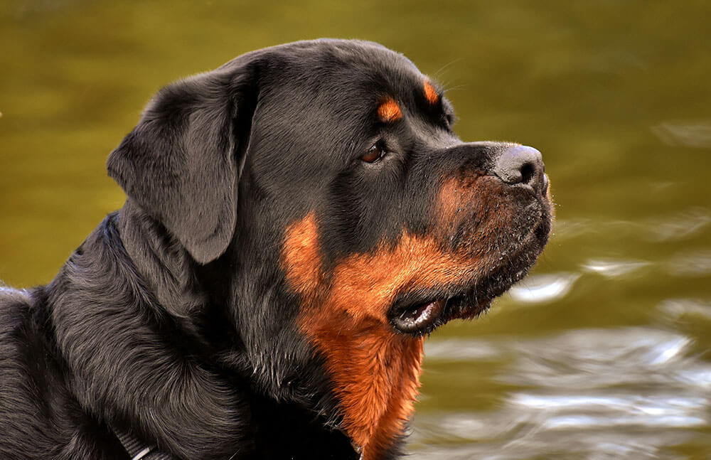 Are Rottweilers Smart?