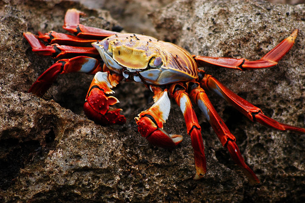 Can Dogs Eat Crabs?