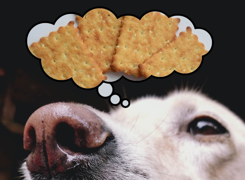 Can Dogs Eat Crackers? Pet Care Advisors