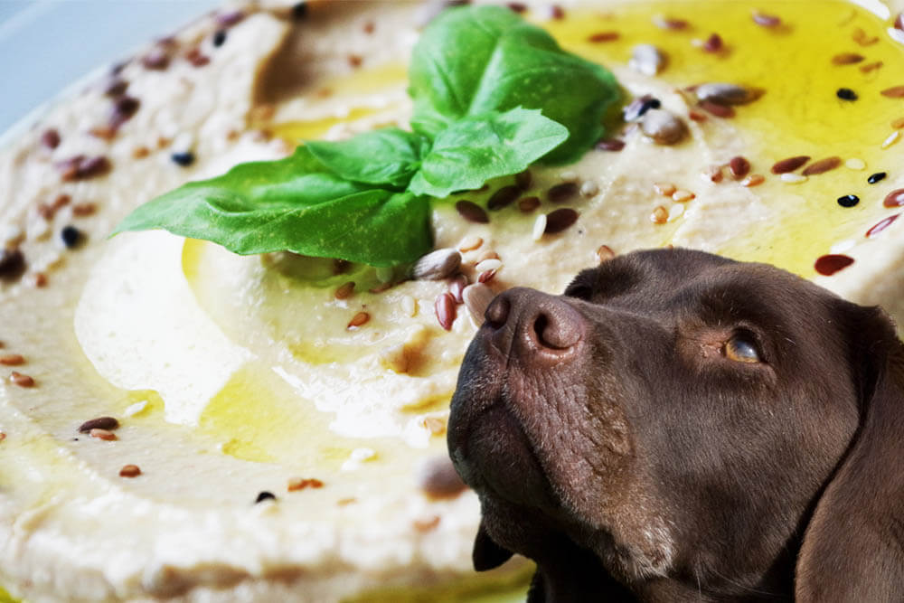 Can Dogs Eat Hummus?