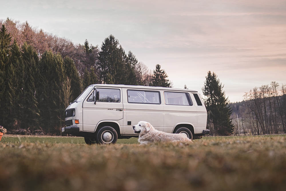 Why Do Dogs Chase Cars? Pet Care Advisors