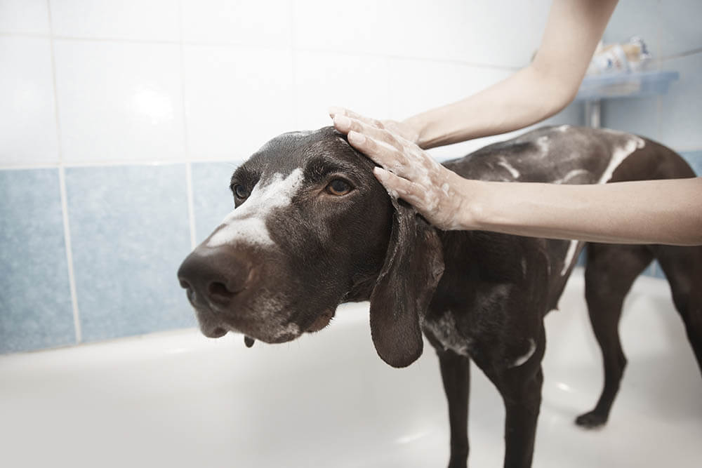 Why Do Dogs Hate Baths?