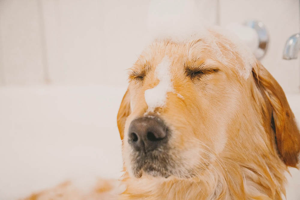 Why Do Dogs Hate Baths?