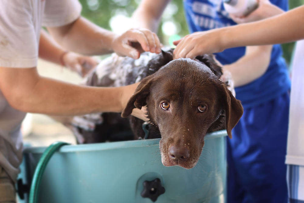 Why Do Dogs Hate Baths?