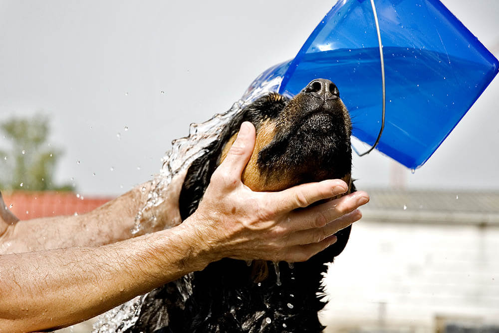 Why Do Dogs Hate Baths?