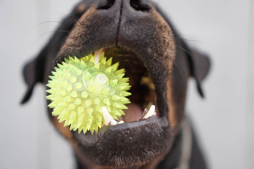 Why Do Dogs Like Squeaky Toys?