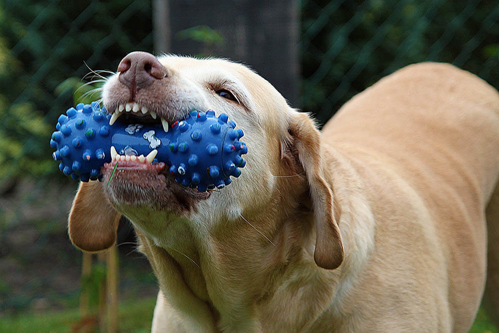 Why Do Dogs Like Squeaky Toys?