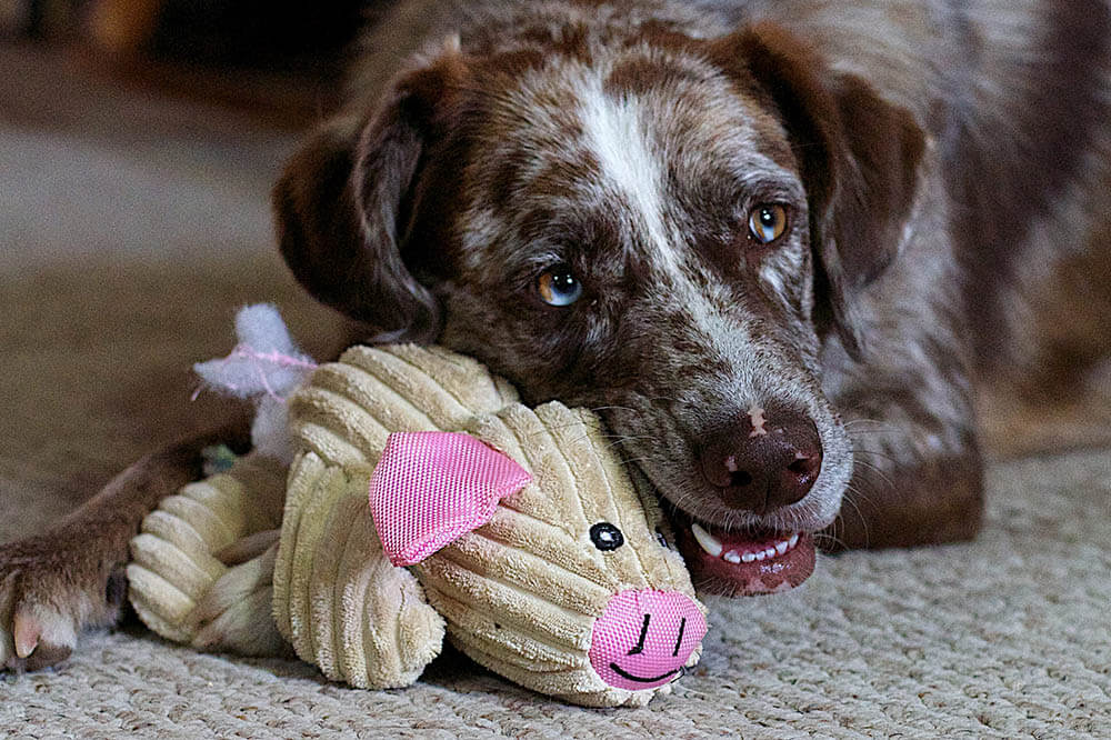 Why Do Dogs Like Squeaky Toys?