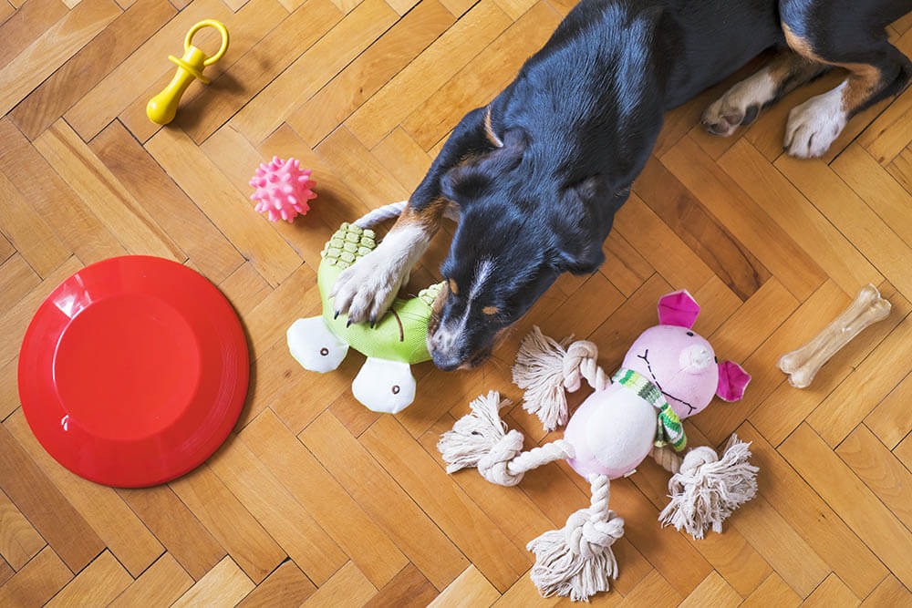 Why Do Dogs Like Squeaky Toys?