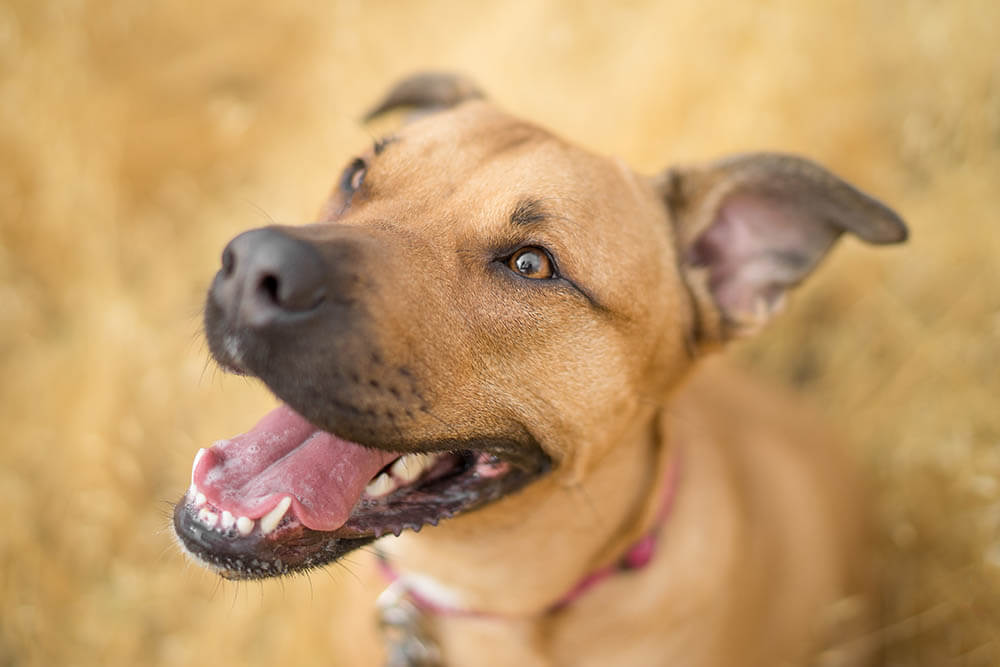 Why Do Dogs Pin Their Ears Back?