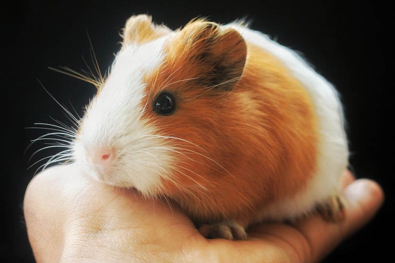 Why Is My Guinea Pig Vibrating Pet Care Advisors