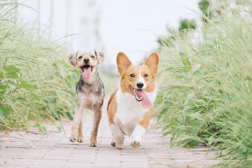 Can Dogs Eat Chorizo? | Pet Care Advisors