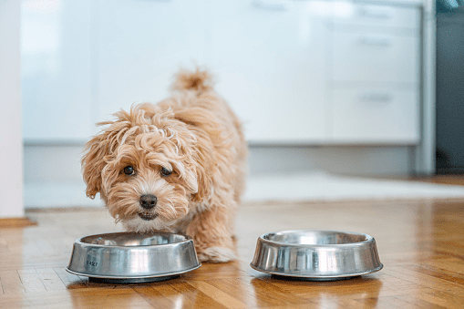 What Is The Best Dry Dog Food For Picky Eaters