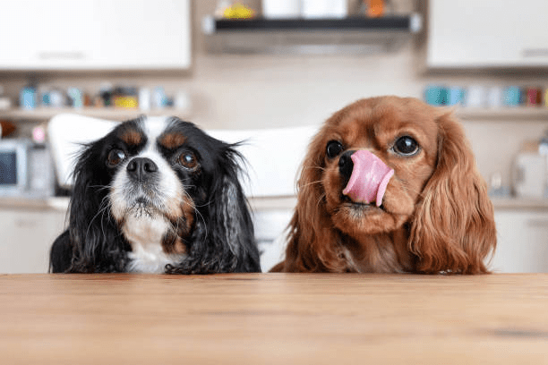 Can Dogs Eat Tamales? | Pet Care Advisors