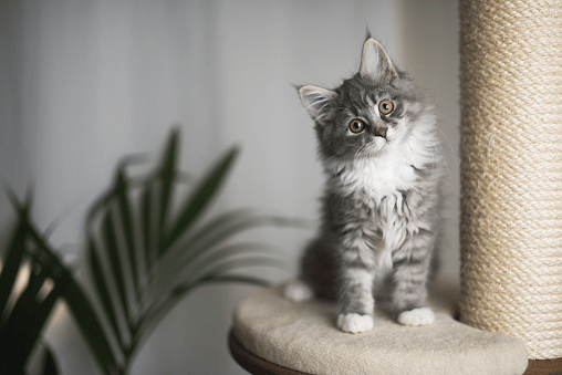 How To Make A Cat Feel Comfortable In A New Home | Pet Care Advisors