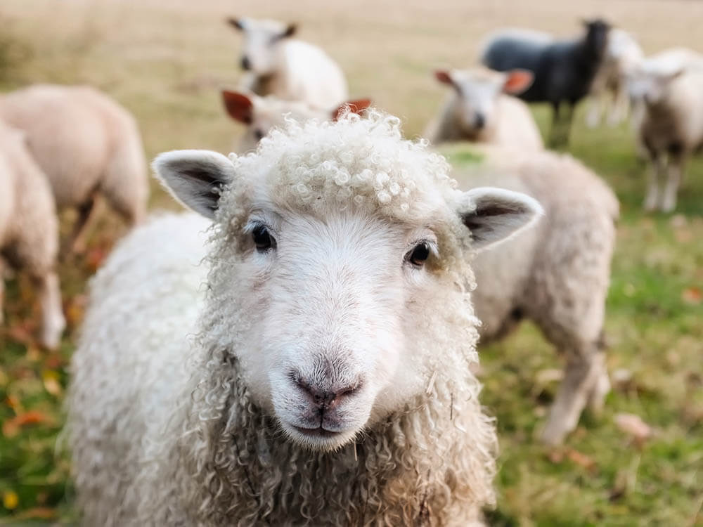 Are Sheep Intelligent?