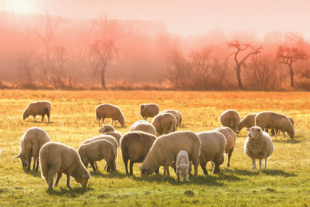 Are Sheep Intelligent?