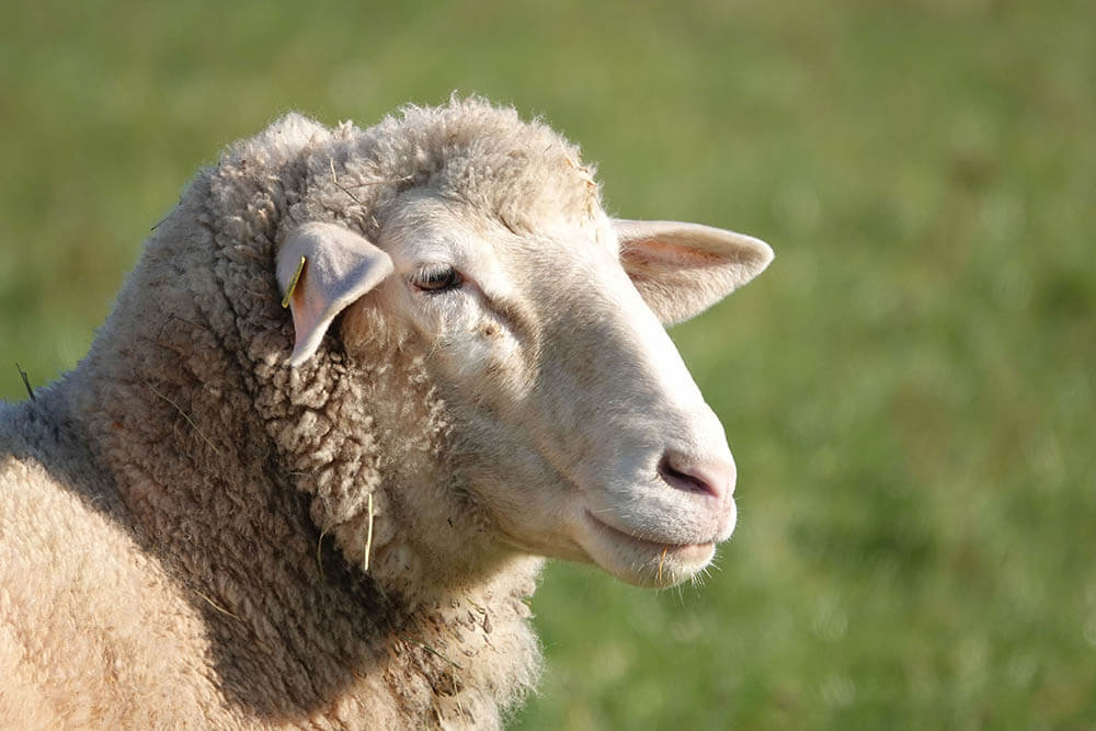 Are Sheep Intelligent?