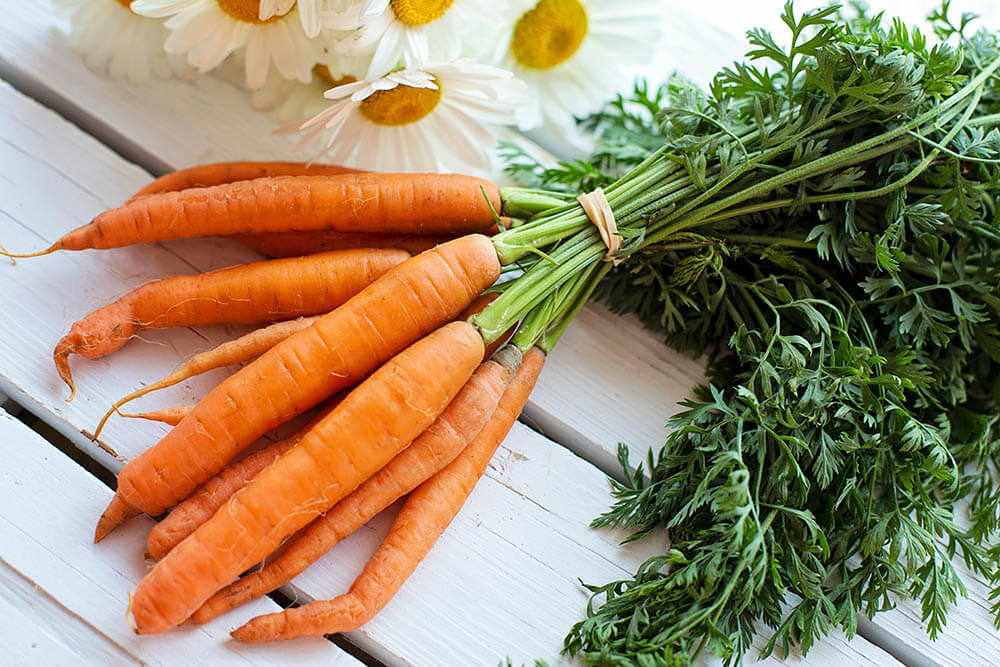 Can Dogs Eat Carrots Pet Care Advisors