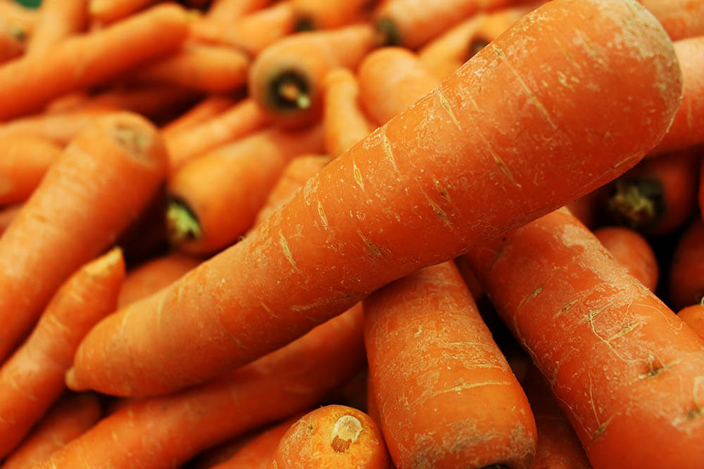 Les chiens peuvent-ils manger des carottes?