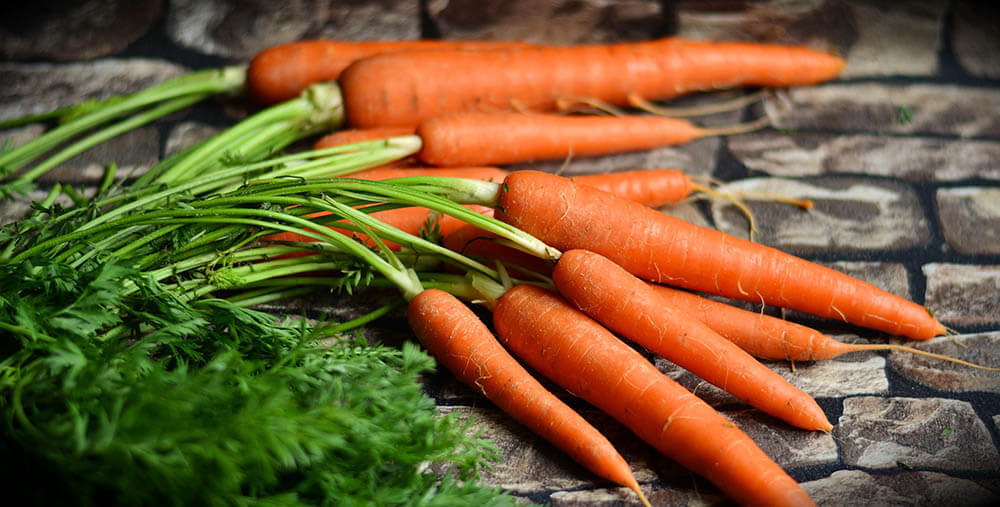 Les chiens peuvent-ils manger des carottes?