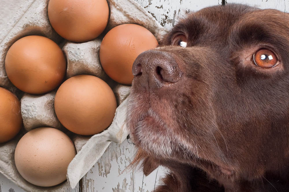 Les chiens peuvent-ils manger des œufs?