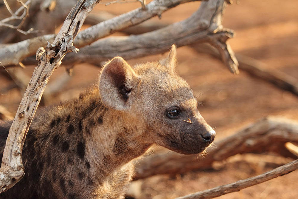 Do Hyenas Make Good Pets?