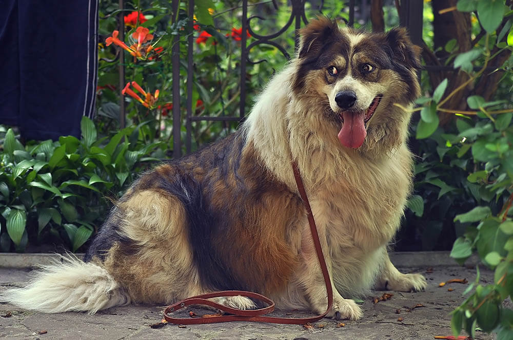 Why Do Dogs Drag Their Butts Across the Floor?