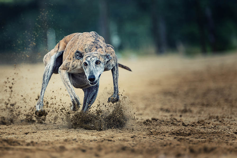 Why Do Dogs Run Away? Pet Care Advisors