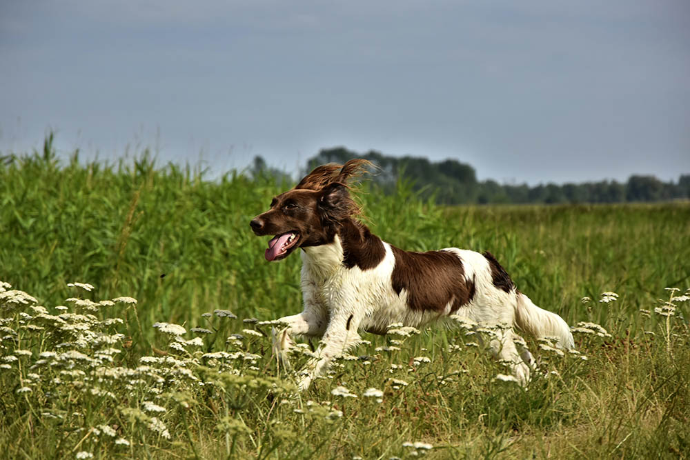 Why Do Dogs Run Away?