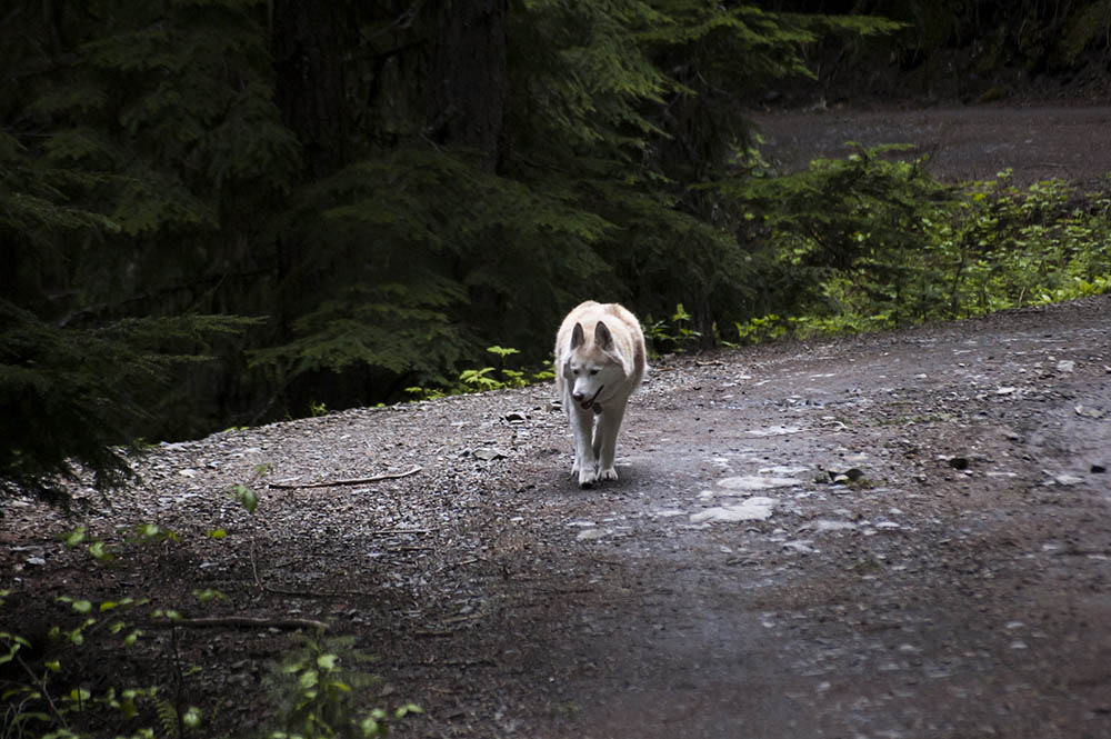 Why Do Dogs Run Away?