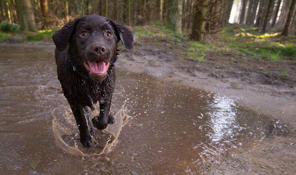 Why Do Dogs Run Away?