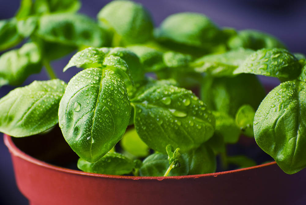 Can Dogs Eat Basil? | Pet Care Advisors