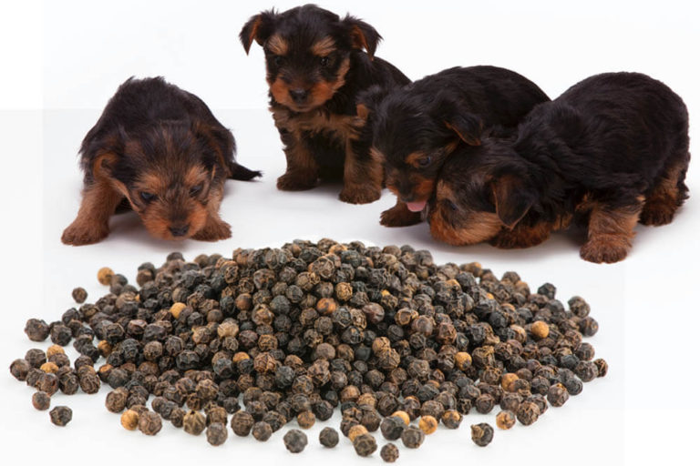 can-dogs-eat-black-pepper-pet-care-advisors