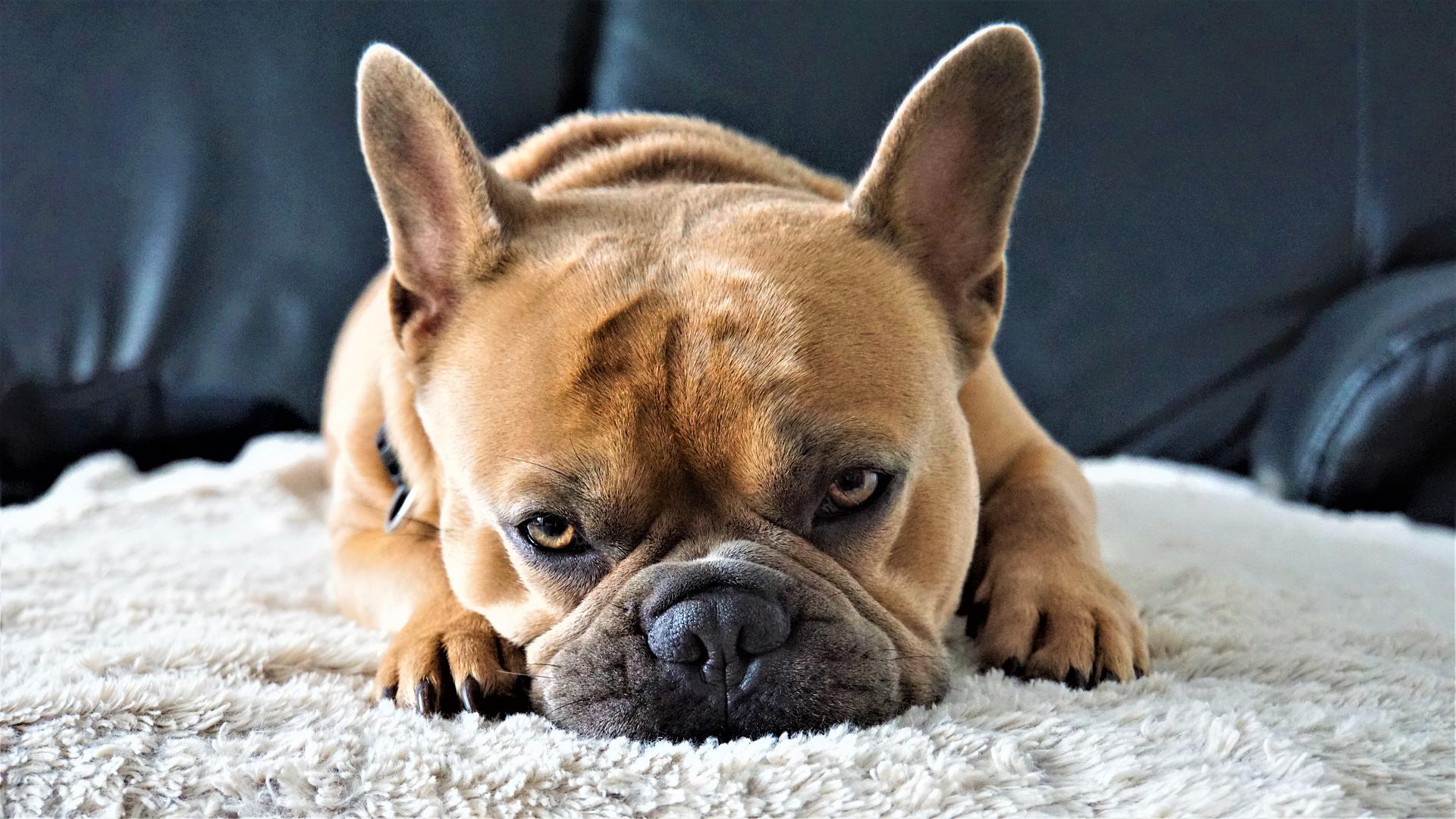 Best Muzzles for French Bulldogs | Pet Care Advisors